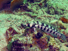 Parapercis tetracantha