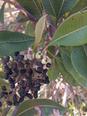Ozoroa paniculosa