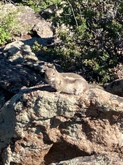 Callospermophilus lateralis lateralis