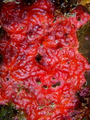 Monanchora arbuscula