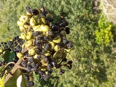 Ozoroa paniculosa