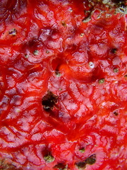 Monanchora arbuscula