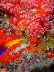 Monanchora arbuscula