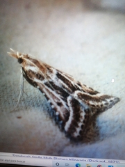 Stemmatophora borgialis