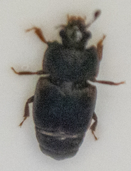 Caplothorax lugubris