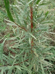 Astianthus viminalis