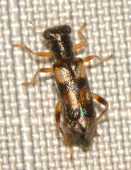 Phyllobaenus pallipennis