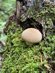 Lycoperdon subincarnatum