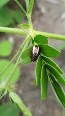 Leptinotarsa tlascalana