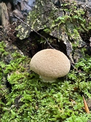 Lycoperdon subincarnatum