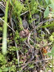 Auriscalpium vulgare