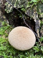Lycoperdon subincarnatum