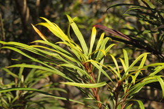 Banksia aquilonia