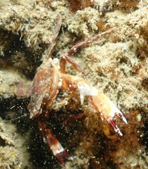 Charybdis hellerii