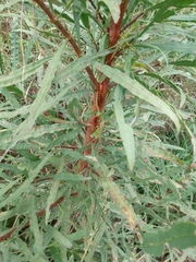 Astianthus viminalis