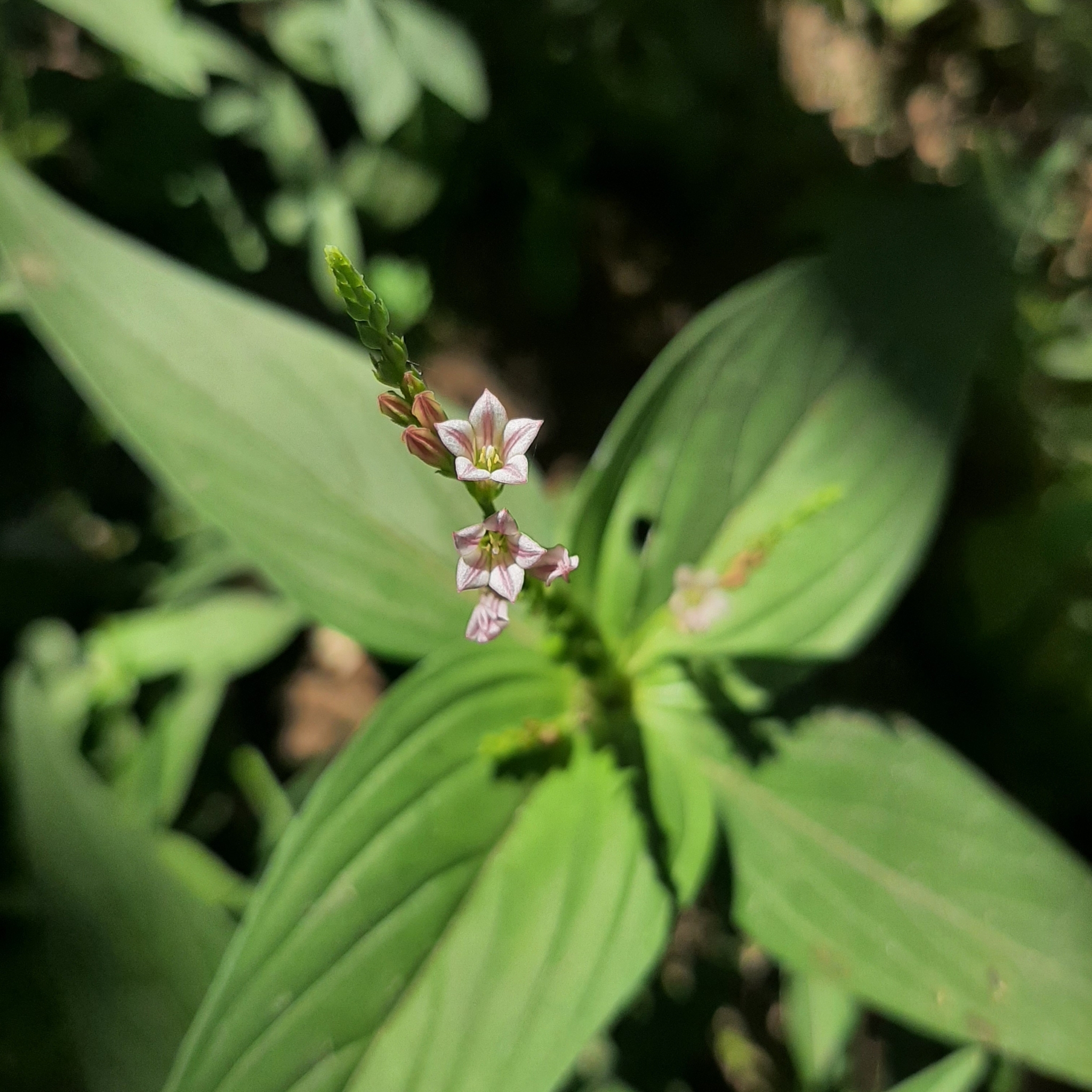 Spigelia anthelmia