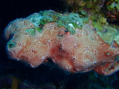 Spirastrella coccinea
