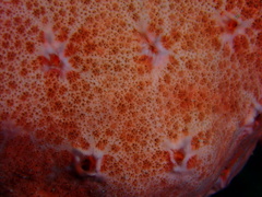 Spirastrella coccinea