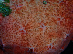 Spirastrella coccinea