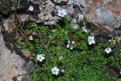 Arenaria balearica