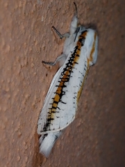 Azygophleps scalaris