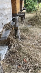 Vespa velutina