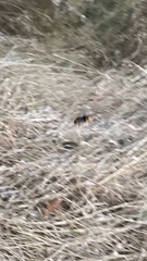 Vespa velutina