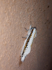 Azygophleps scalaris