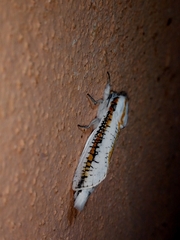 Azygophleps scalaris