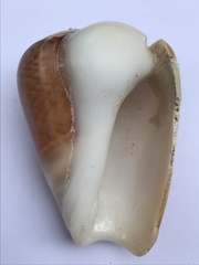 Olivancillaria urceus
