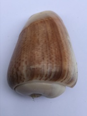 Olivancillaria urceus