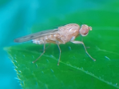 Opomyza florum