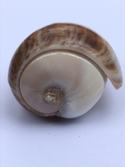 Olivancillaria urceus