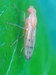 Opomyza florum