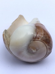 Olivancillaria urceus