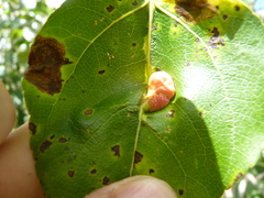 Pemphigus populivenae