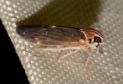 Synecdoche impunctata