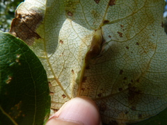 Pemphigus populivenae