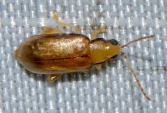 Systena marginalis