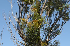 Banksia aquilonia