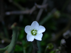 Arenaria balearica