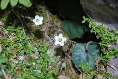 Arenaria balearica