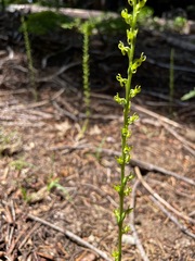 Platanthera colemanii