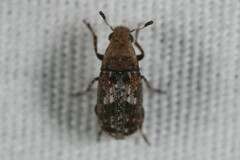 Euparius paganus