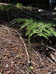 Platanthera colemanii