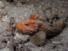 Paraploactis obbesi