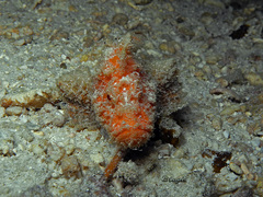 Paraploactis obbesi