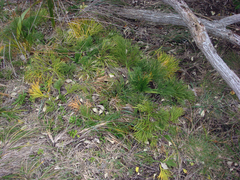 Aciphylla dieffenbachii