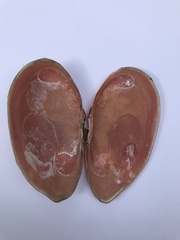 Psammotella cruenta