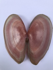 Psammotella cruenta